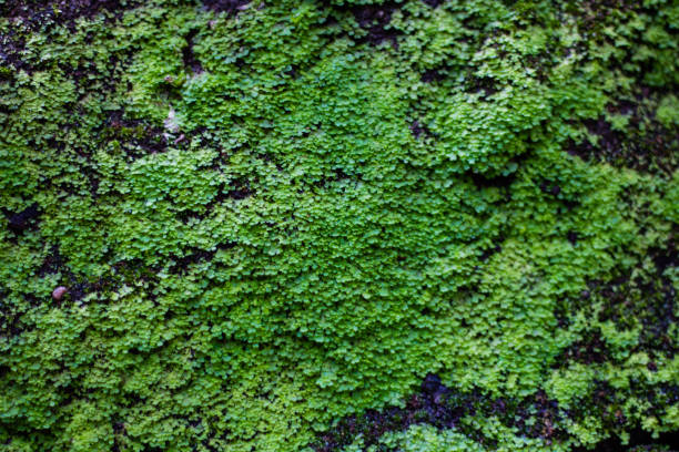 istock Stone covered with moss and ferns as background 1029370250