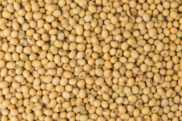 istock Close up of soybeans for background 1029372978