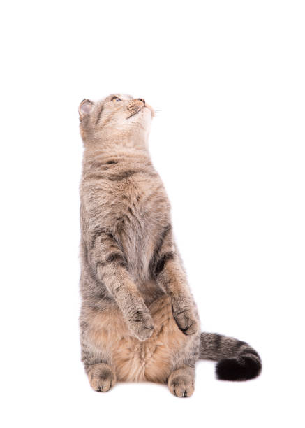 istock The cat sits on its hind legs and looks up. 1029383052