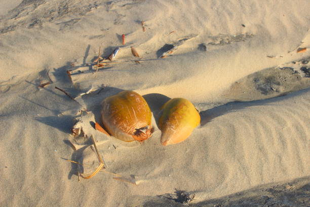 mexico coco