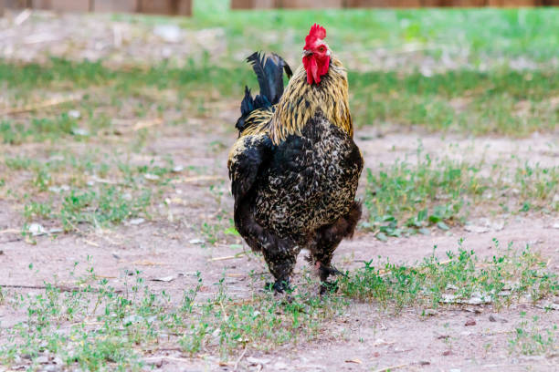 istock beautiful cock on grass background 1029383646