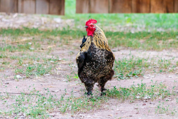 istock beautiful cock on grass background 1029383784