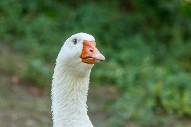istock beautiful swans sit on green grass 1029385856