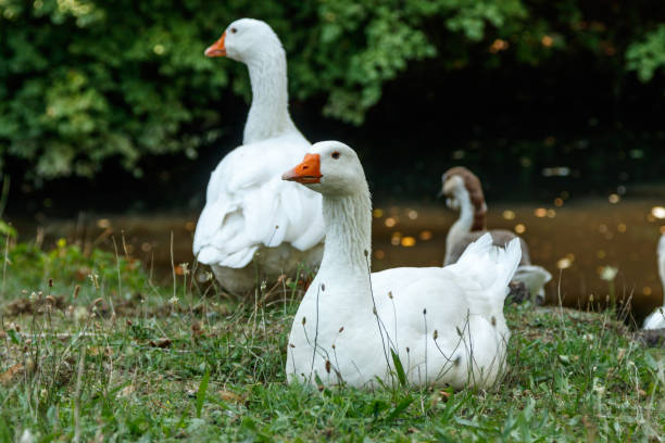 istock beautiful swans sit on green grass 1029385866