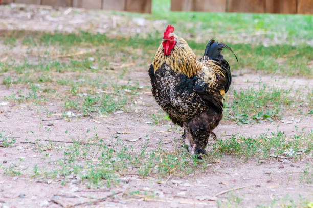 istock beautiful cock on grass background 1029385944