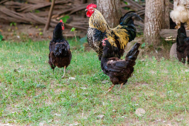 istock beautiful cock on grass background 1029385988