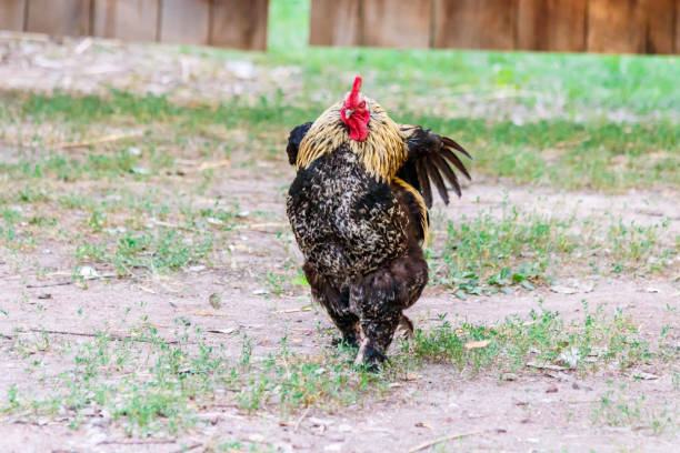 istock beautiful cock on grass background 1029386244