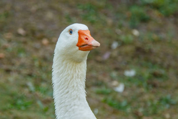 istock beautiful swans sit on green grass 1029386268