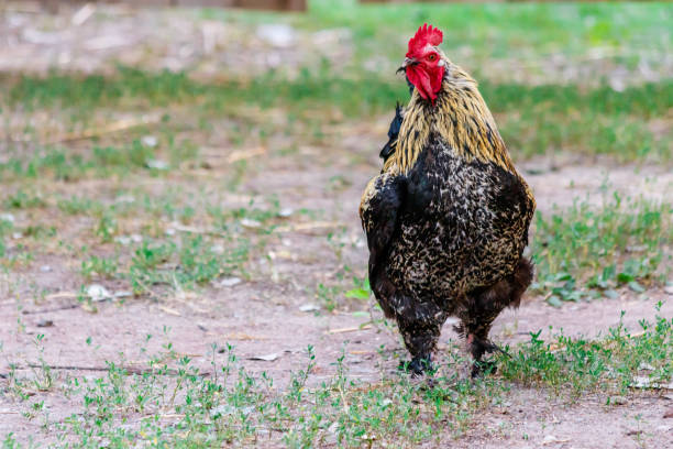 istock beautiful cock on grass background 1029386282