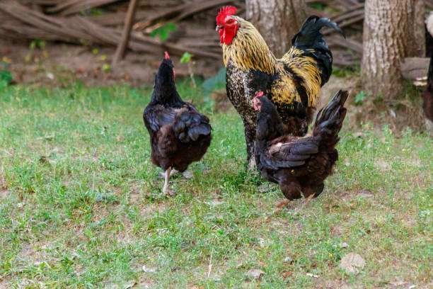 istock beautiful cock on grass background 1029386432