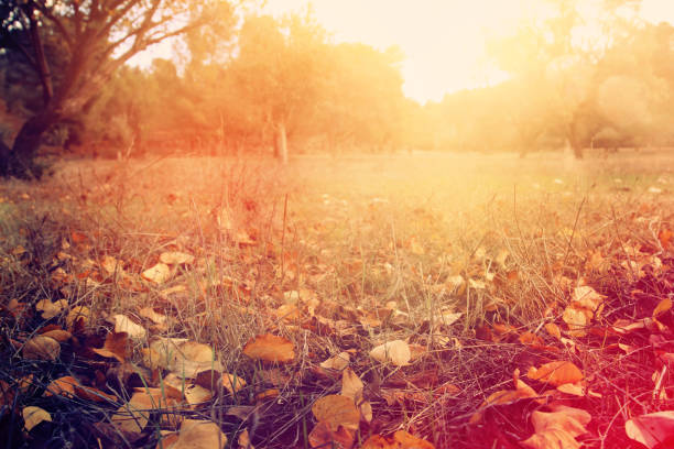 autumn leaves on the ground. fall wallpaper. toned image