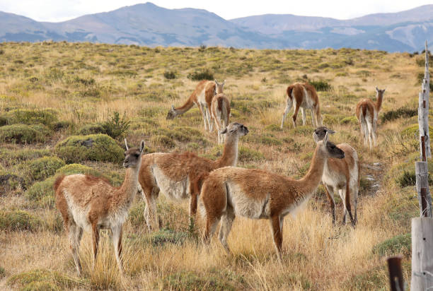 istock Wild Guanaco in Patagonia 1029396738