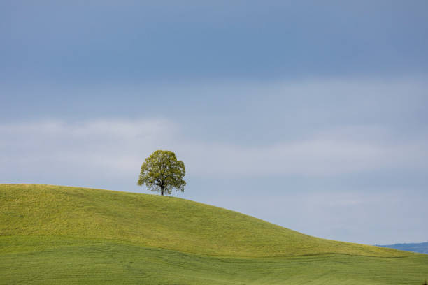 istock Single deciduous tree on a hill on a spring day in Switzerland 1029396816