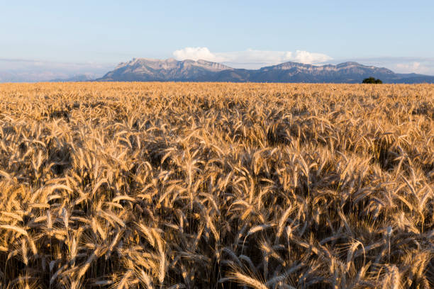 istock Cornfield in the evening sun in Switzerland 1029397050