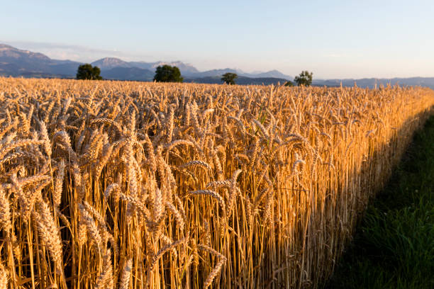 istock Cornfield in the evening sun in Switzerland 1029397116