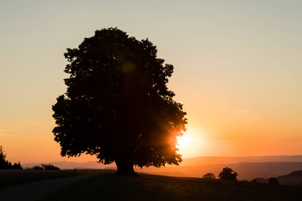 Silhouette of a lime tree standing alone at sunset in central Switzerland