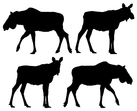Moose silhouette set