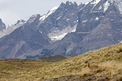 Wild Guanaco and Mountain in Patagonia\nTorres del Paine National Park, Chile