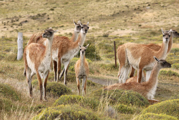 istock Wild Guanaco in Patagonia 1029400102