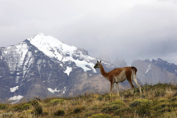 istock Wild Guanaco on Mountain Ridge in Patagonia 1029400254
