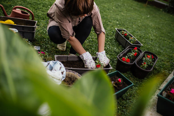 istock Woman planting flowers 1029400258
