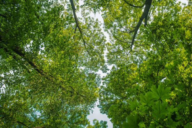 istock Treetop, canopy of the tree 1029400340
