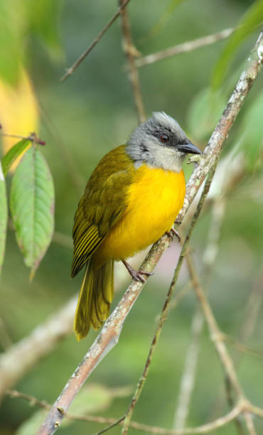 istock Neotropical bird Gray-Headed Tanager, Eucometis penicillata perched in the forest 1029402912