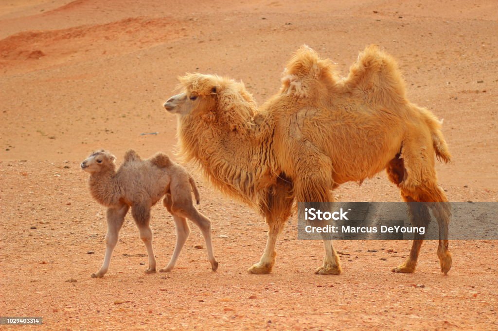Camels In The Gobi Desert Mongolia Stock Photo - Download Image Now - Animals In The Wild, Camel, Independent Mongolia - iStock Camels In The Gobi Desert Mongolia Stock Photo - Download Image Now - Animals In The Wild, Camel, Independent Mongolia - iStock