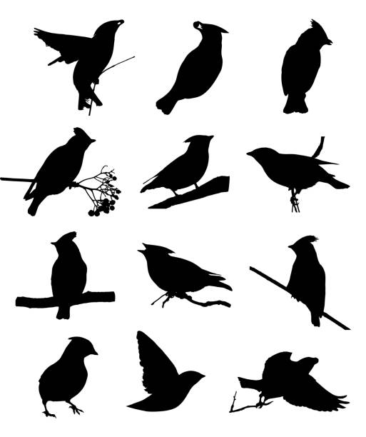 Bohemian waxwing isolated silhouettes set Bohemian waxwing isolated silhouettes set cedar waxwing stock illustrations