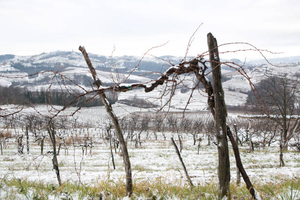 istock snow in slovenian vineyard 1029404886