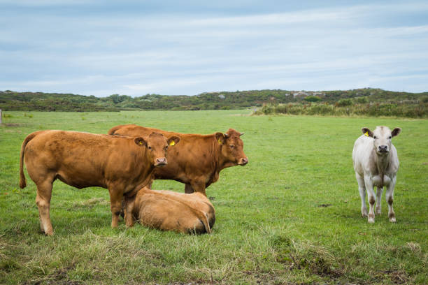Welsh cows on Anglesey island in North Wales, Uk