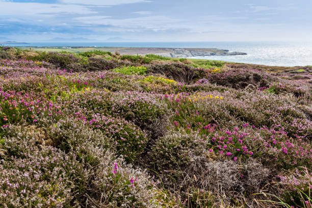 istock Coast of Anglesey, Wales, UK 1029406432