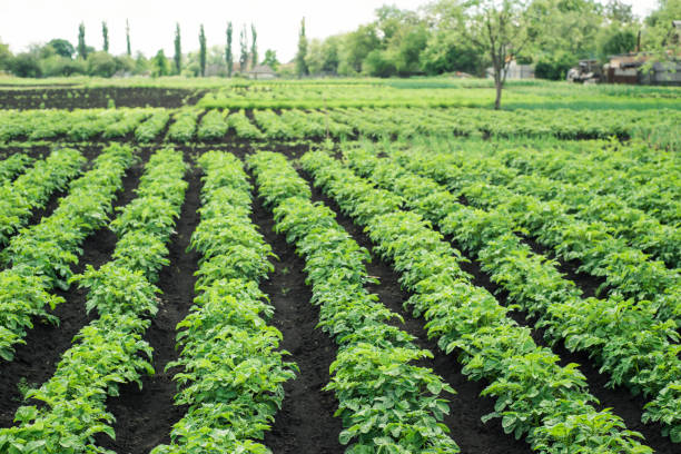 istock Green potato plant 1029406926