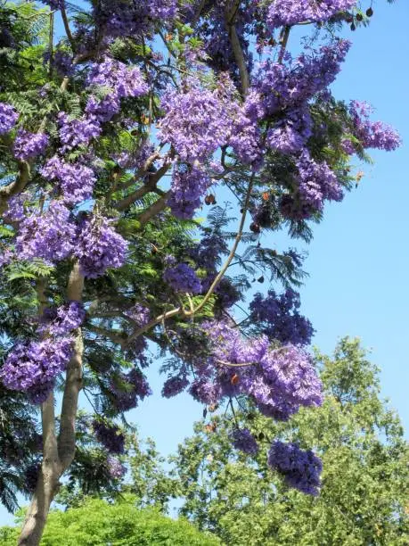Always looking for new plants and flowers I was fascinated by this overloaded tree. A Jacaranda tree. It looks like bunches of purple cottoncandy. We could only wish. Even though pinks my favorite.