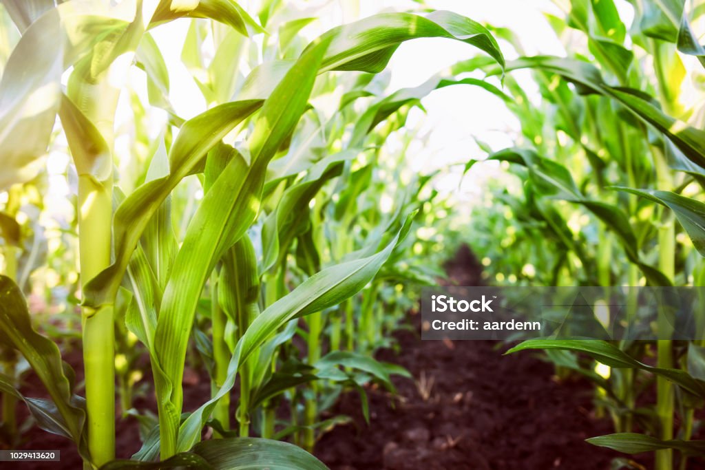 Agricultura de milho. Natureza verde - Foto de stock de Milho royalty-free