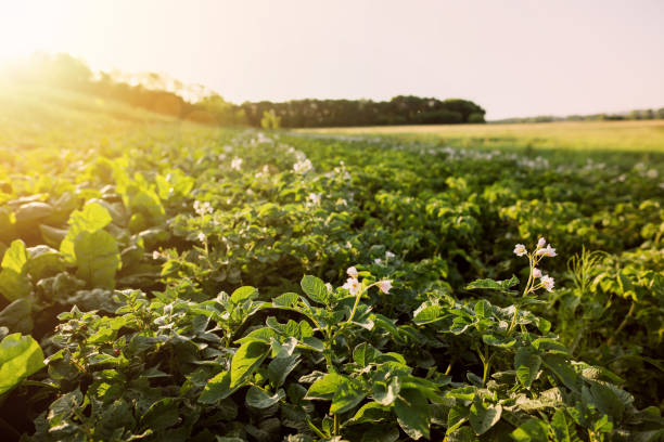 istock Green potato plant 1029413950