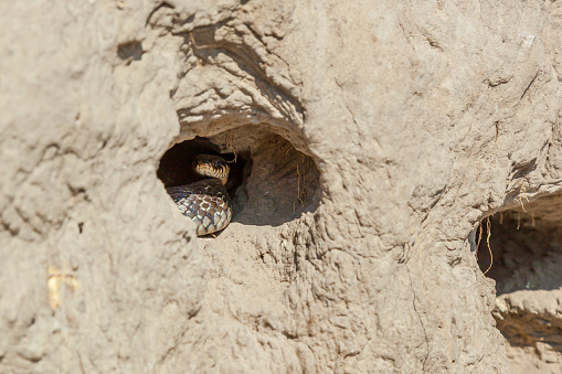 The snake hunts swallow chicks in a nest on a sandy hill. The snake destroys the swallows' nests