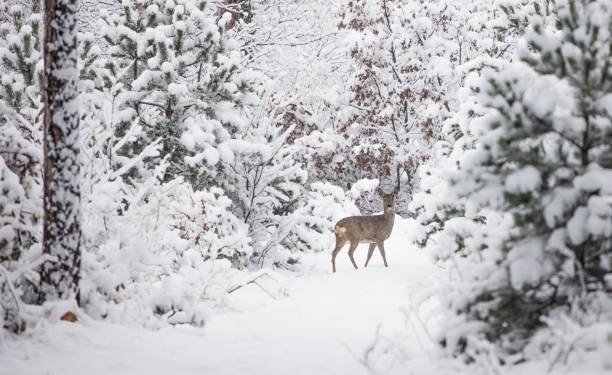 ciervos jóvenes en el bosque de invierno - ciervo venado fotos fotografías e imágenes de stock