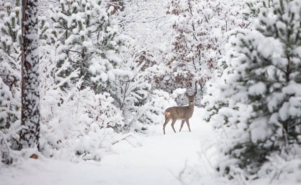 istock young deer in the winter forest 1029416574