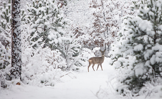 young deer in the winter forest