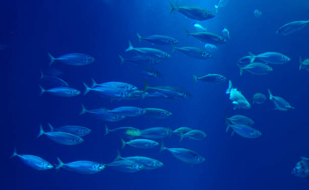 블루 광학에서 해양 수족관에서 떼 청 어 - tuna sea underwater fish 뉴스 사진 이미지