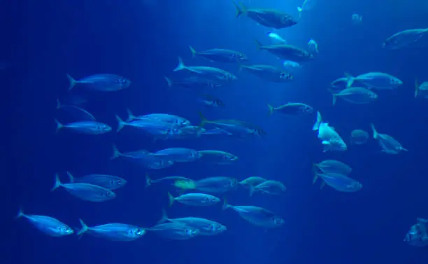 Herring in a swarm in a marine aquarium in blue optics