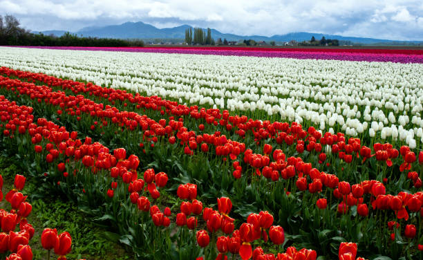 istock Tulip Fields in Skagit County, Washington 1029417180