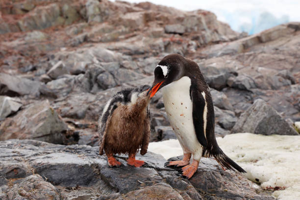 Penguin Mother Feeding Penguin Chick \nGentoo Penguins In Neko Harbor, Antarctica Peninsula