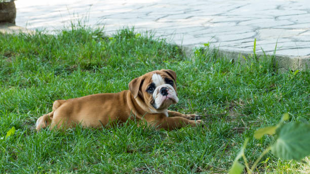 istock Beautiful puppy bulldog 1029419958