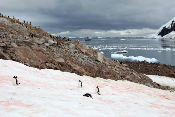 istock Penguin Habitat in Antarctica 1029419972