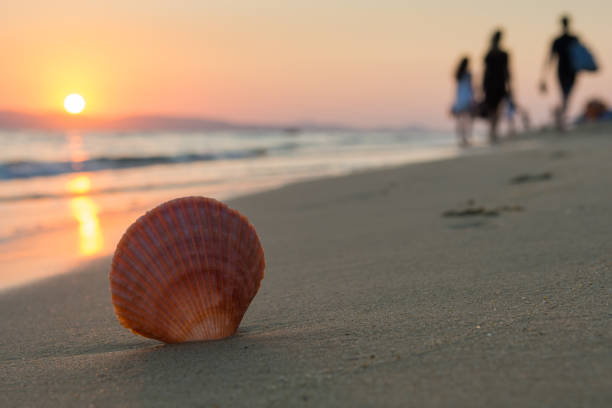 Close up of a seashell while people are leaving the beach at sunset. Selective focus