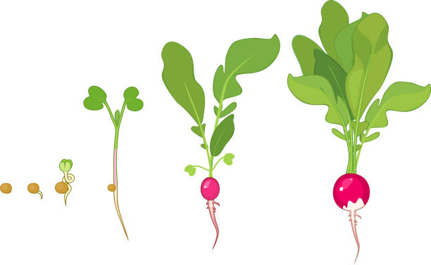 種子や収穫の芽から大根の成長の段階 - radish white background vegetable leaf点のイラスト素材／クリップアート素材／マンガ素材／アイコン素材