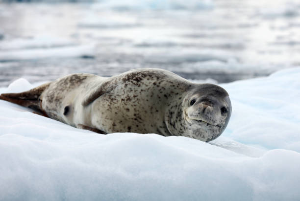 Leopard Seal on Ice Leopard Seal on Ice
Paradise Bay, Antarcitca paradise bay antarctica stock pictures, royalty-free photos & images