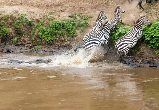 Photo of Zebra escape the attack of a Crocodile